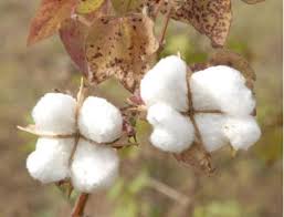 cotton