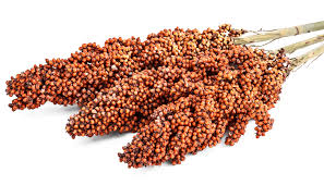 sorghum